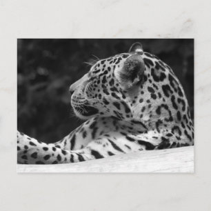 Carte Postale "The Waking Leopard"