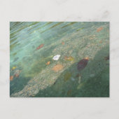 Carte Postale The water's surface in October (Devant)