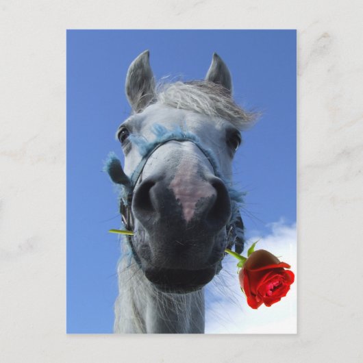 Carte Postale thème de l'amour cheval et rose (Devant)