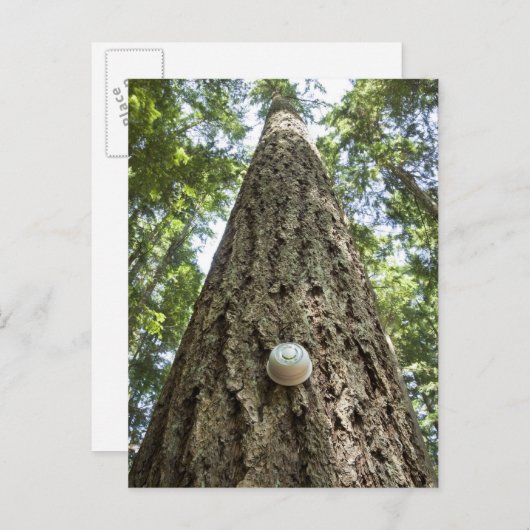 Carte Postale Thermostat sur un grand arbre dans une forêt (Devant / Derrière)