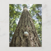 Carte Postale Thermostat sur un grand arbre dans une forêt (Devant)