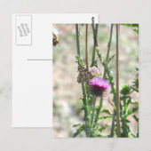 Carte Postale Thistle Love (Devant / Derrière)