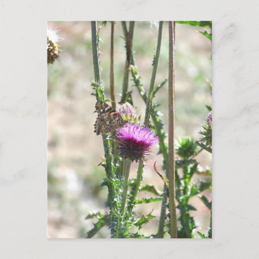 Carte Postale Thistle Love (Devant)