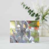 Carte postale Thomisid Crab Spider (Debout devant)