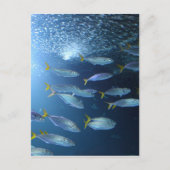 Carte Postale Thon jaune (Devant)
