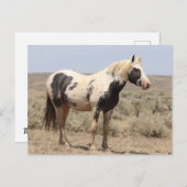 Carte Postale Thor McCullough Peaks Wild Horse (Devant / Derrière)