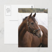Carte postale Thoroughbred (Devant / Derrière)