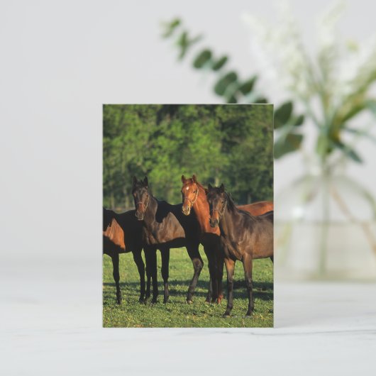 Carte Postale Thoroughbred (Debout devant)