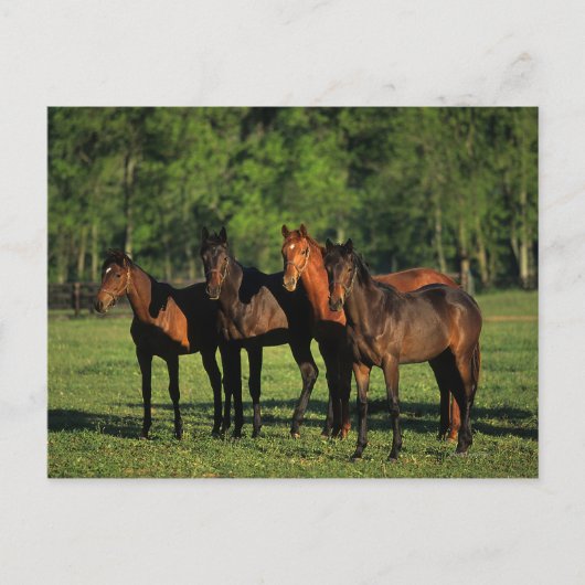 Carte Postale Thoroughbred (Devant)