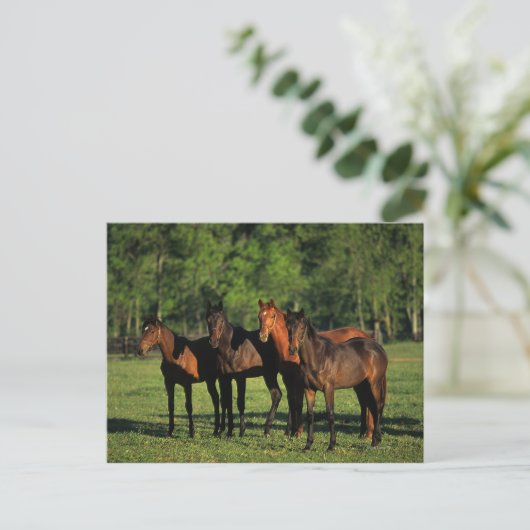 Carte Postale Thoroughbred (Debout devant)