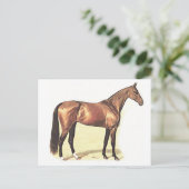 Carte Postale Thoroughbred (Debout devant)