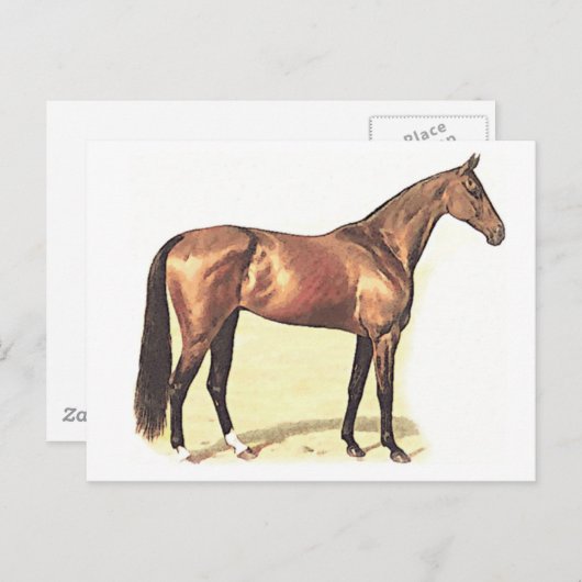 Carte Postale Thoroughbred (Devant / Derrière)