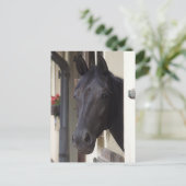 Carte postale Thoroughbred Friesian Cross (Debout devant)