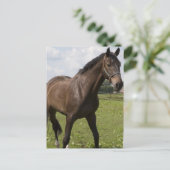 Carte postale Thoroughbred Horse (Debout devant)