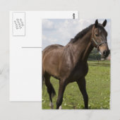 Carte postale Thoroughbred Horse (Devant / Derrière)