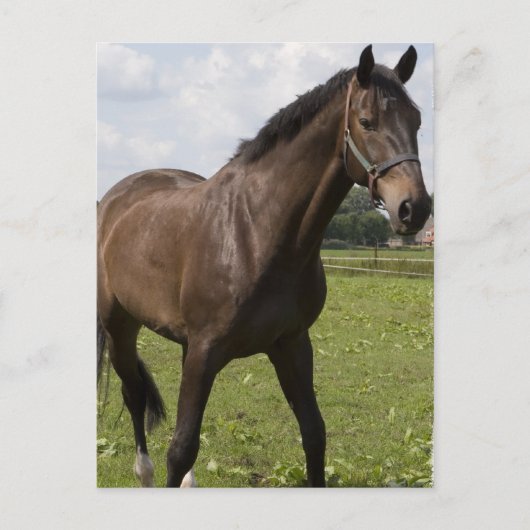 Carte postale Thoroughbred Horse (Devant)