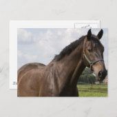 Carte postale Thoroughbred Horse (Devant / Derrière)