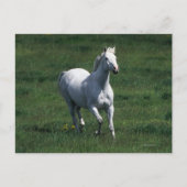 Carte Postale Thoroughbred Mare (Devant)