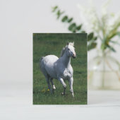 Carte Postale Thoroughbred Mare (Debout devant)