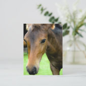 Carte postale Thoroughbred Selections (Debout devant)