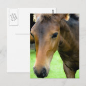 Carte postale Thoroughbred Selections (Devant / Derrière)
