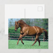 Carte Postale Thoroughbred Stallion, Irlande (Devant / Derrière)