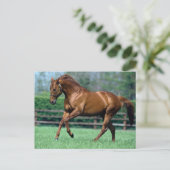 Carte Postale Thoroughbred Stallion, Irlande (Debout devant)