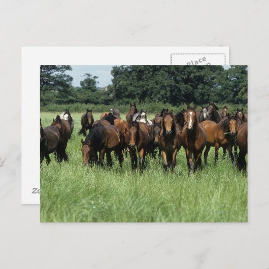 Carte Postale Thoroughbred Youngsters (Devant / Derrière)