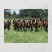 Carte Postale Thoroughbred Youngsters (Devant)