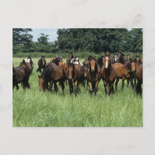 Carte Postale Thoroughbred Youngsters (Devant)