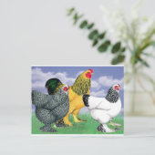 Carte Postale Three Brahmas (Debout devant)