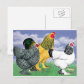 Carte Postale Three Brahmas (Devant / Derrière)