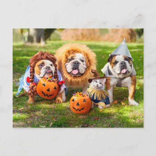 Carte Postale Three Bulldogs in Costumes (Devant)