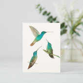 Carte Postale Three Hummingbirds  (Debout devant)
