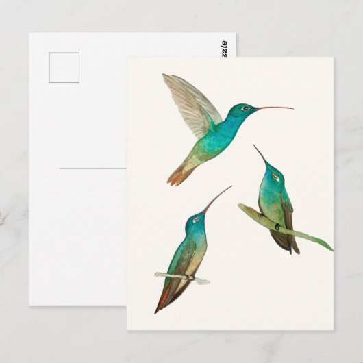 Carte Postale Three Hummingbirds (Devant / Derrière)