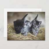 Carte postale Three Little Kittens (Devant / Derrière)