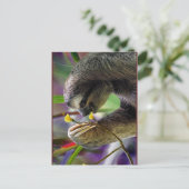Carte Postale Three-Toed Tree Sloth (Debout devant)