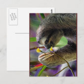 Carte Postale Three-Toed Tree Sloth (Devant / Derrière)
