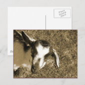 Carte Postale Thumblina (Devant / Derrière)