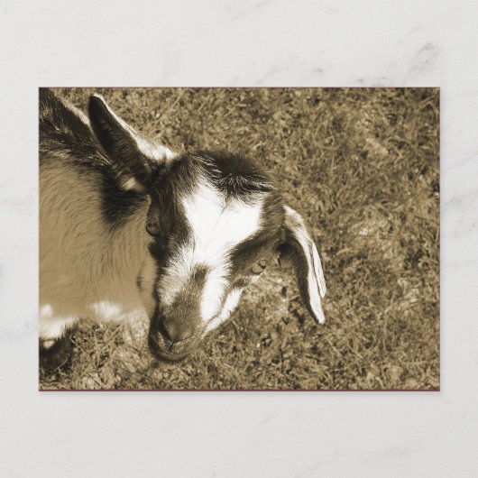 Carte Postale Thumblina (Devant)