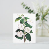 Carte Postale Thunbergia Fragrans (Debout devant)