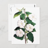 Carte Postale Thunbergia Fragrans (Devant / Derrière)