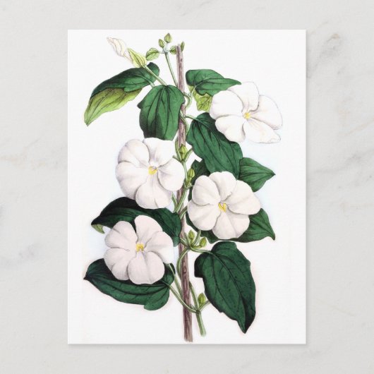 Carte Postale Thunbergia Fragrans (Devant)