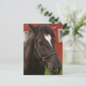 Carte postale Thunder Horse (Debout devant)