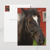 Carte postale Thunder Horse (Devant / Derrière)