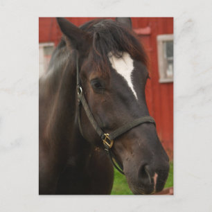 Carte postale Thunder Horse
