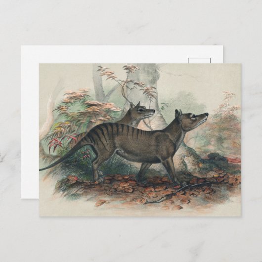 Carte Postale Thylacine par Joseph Wolf (Devant / Derrière)