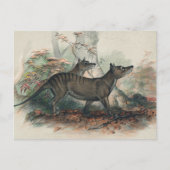Carte Postale Thylacine par Joseph Wolf (Devant)