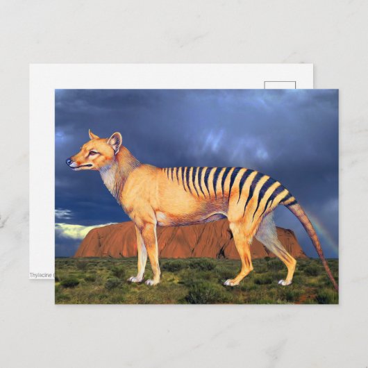 Carte Postale Thylacine (Tigre de Tasmanie) (Devant / Derrière)