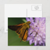 Carte Postale Thymelicus lineola (Devant / Derrière)